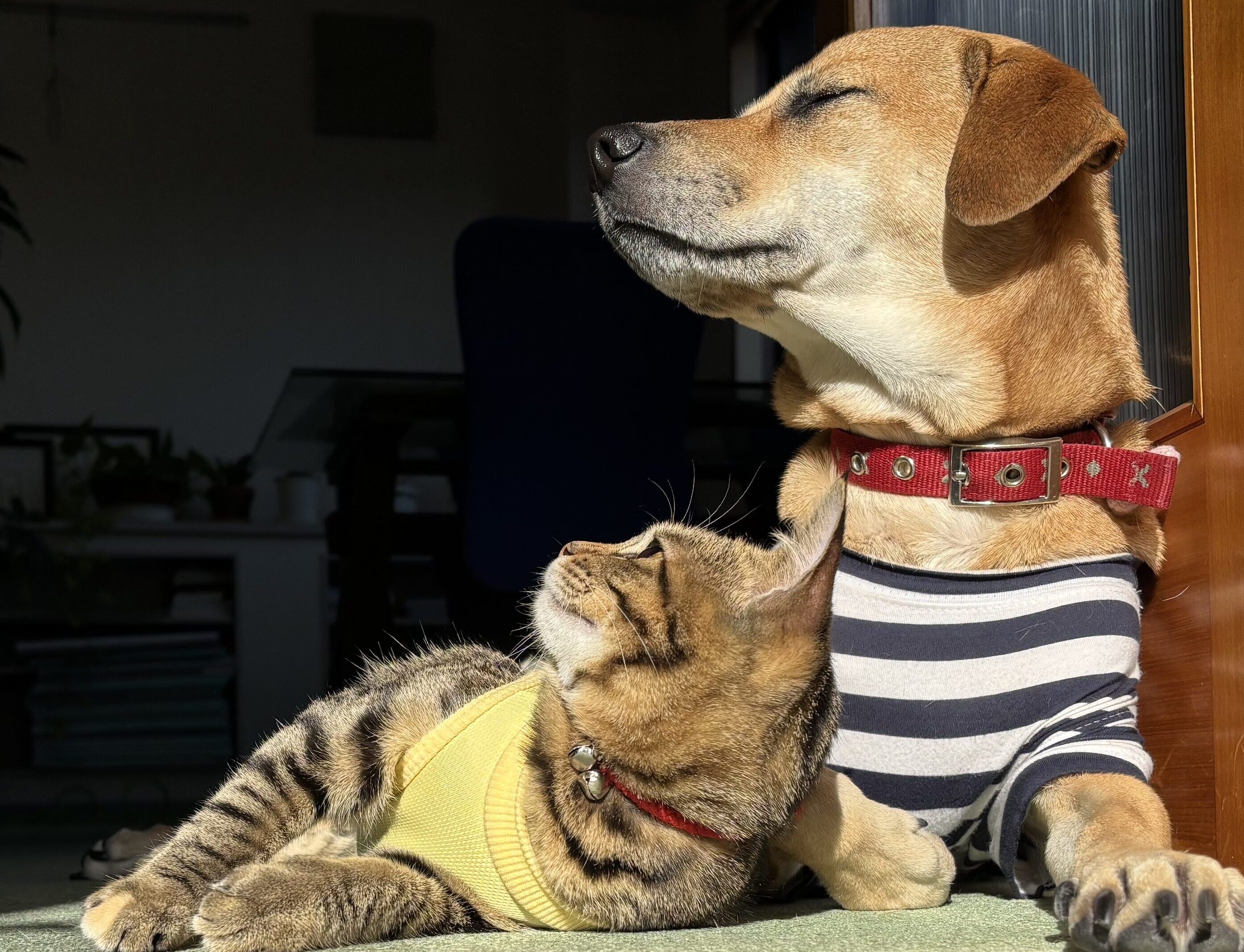 看板犬・猫